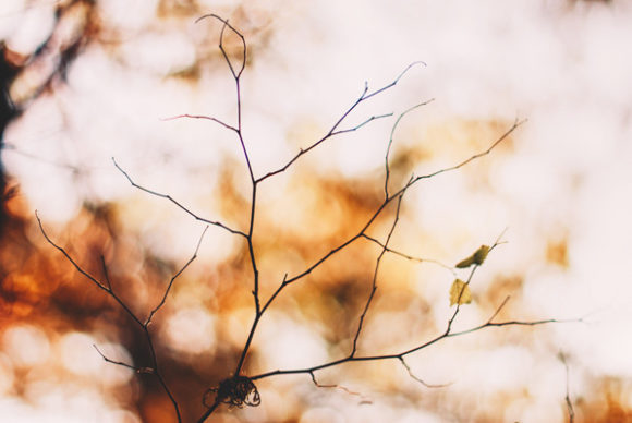 Download Autumn Colors and Tree Branch - Autumn colors Collection